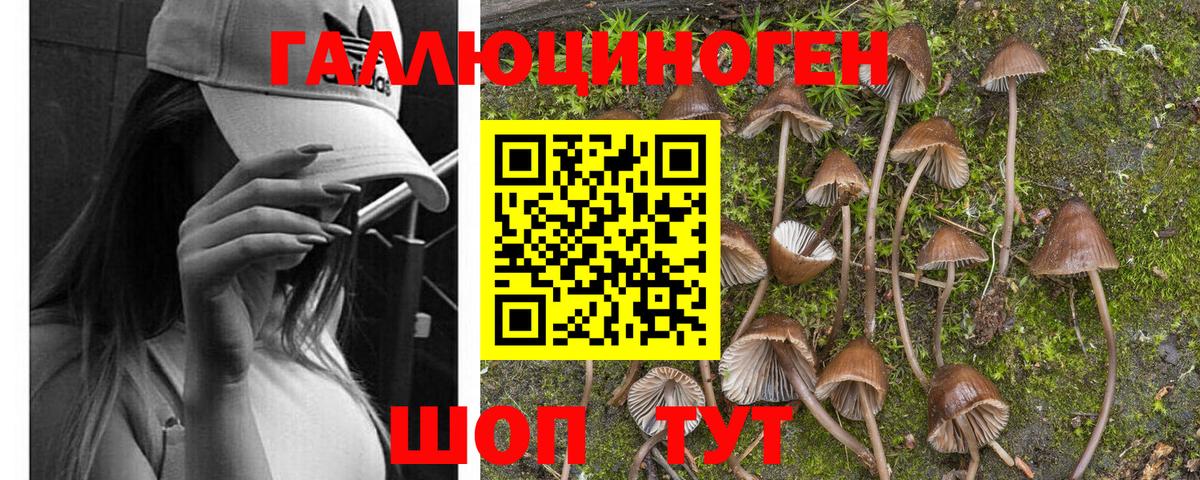 Галлюциногенные грибы прущие грибы Краснодар